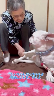 女性に撫でられながら男性を見つめる犬