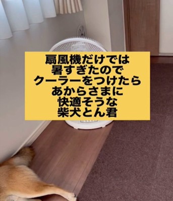 扇風機と犬