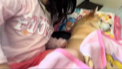 柴犬の隣に潜り込む