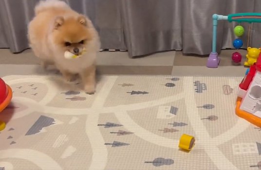 おもちゃを運ぶ