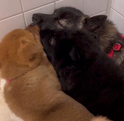 顔を寄せて眠る茶色い犬、黒い犬、ブラウンの犬