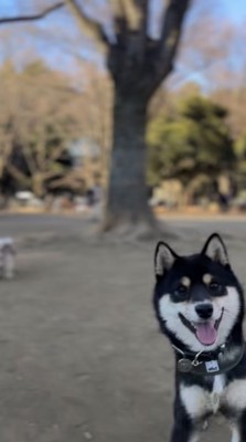 画面右にひょっこりいる黒柴