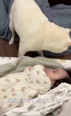 うろうろする犬