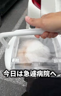 病院へやってきたココちゃん