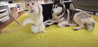 遊んでいる猫のそばにいるハスキー