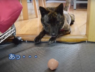 ボールを見つめる甲斐犬