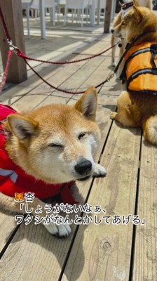 笑顔でカメラを見つめる長女の柴犬
