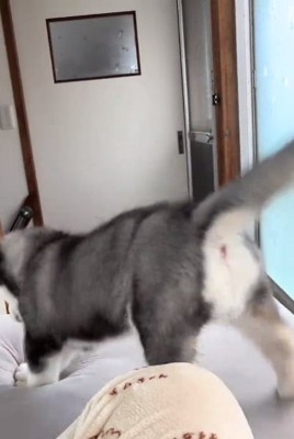 マットを押すキラくん