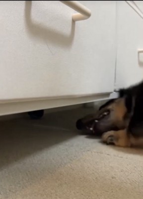 チェストの下に顔を入れる犬