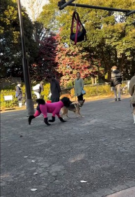 他の犬に興味がないカッパちゃん