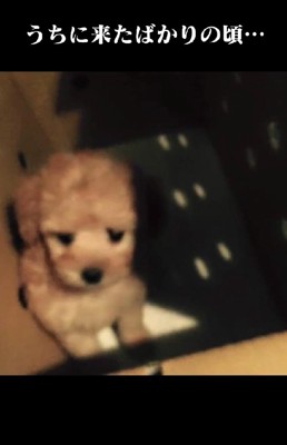 子犬がやってきた！！