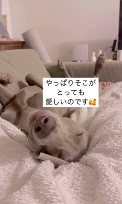 飼い主さんに甘えるジョージくん⑩