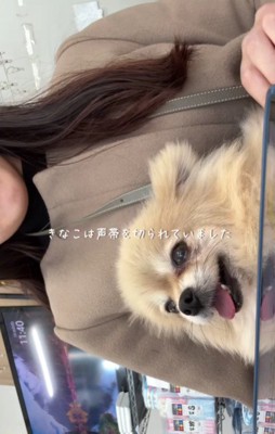 元繫殖犬のきなこちゃん