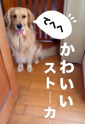 座る福ちゃん