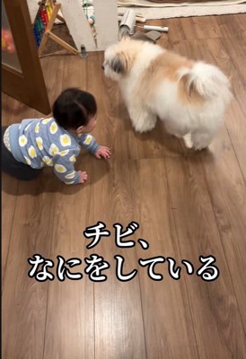 赤ちゃんを守る小太郎くん