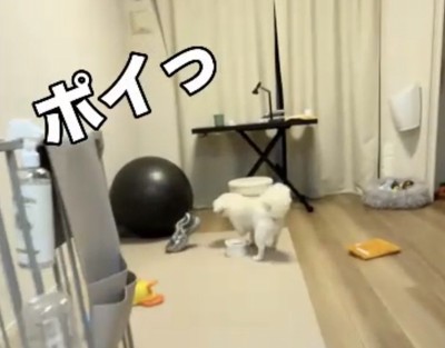 靴を置く犬