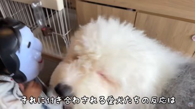 モフモフの大型犬