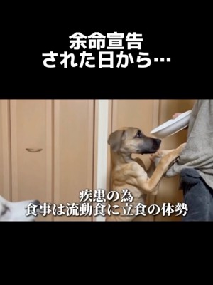 立ち上がってご飯を欲しがる犬