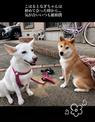 隣に並んで写真撮影する犬