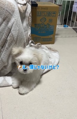 冷静になる小型犬