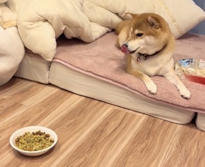 ごはんを気にする犬