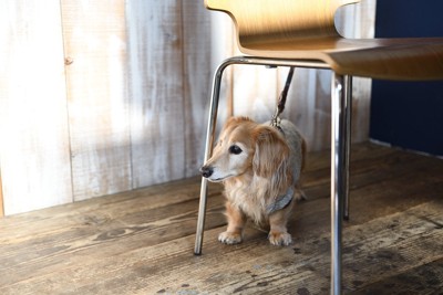 椅子の下に隠れる犬