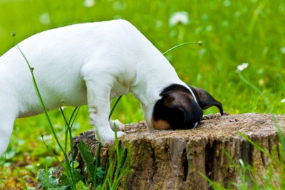 切り株に鼻を入れる犬