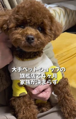 家族が決まらない…