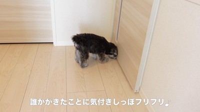 「誰かきた!」とソワソワ