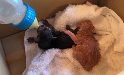 ミルクを飲む赤ちゃん猫