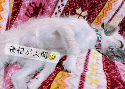 だらけた姿もカワイイ