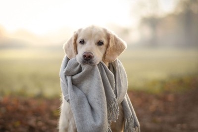 ショールを咥える犬