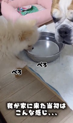 小さい頃のわたちゃん