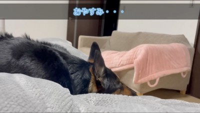 ベッドの上で眠る犬