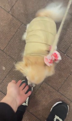 お迎えに来てくれたプティちゃん3