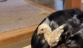 トリッピーちゃんがいたのは…