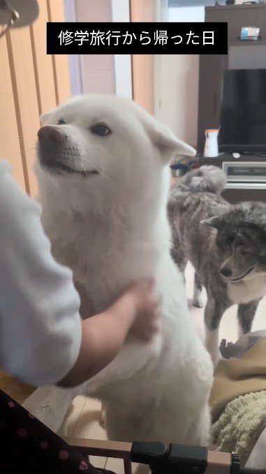 女の子に撫でられてしっぽを振る犬