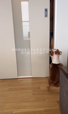 お母さん外出時のジノくん4