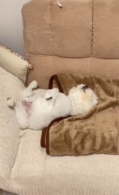 まめちゃんの変化4