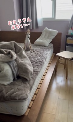 お耳モヒカン状態でパパを待ちます