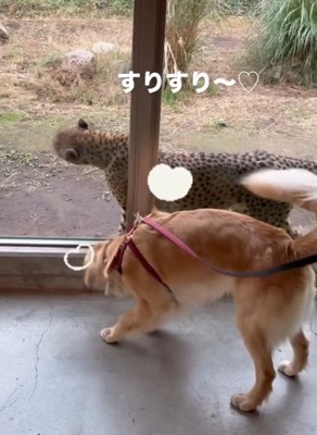 壁スリするチーター2