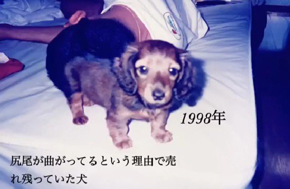 売れ残りの子犬