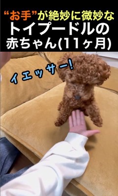 くぅちゃんの「おて」6