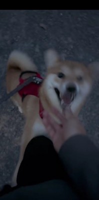 大喜びのこむぎちゃん♪