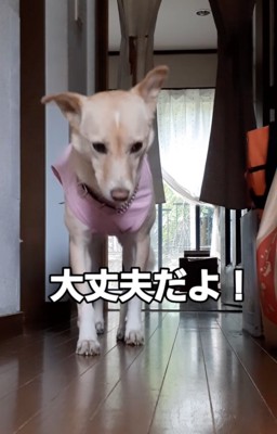 歩く犬