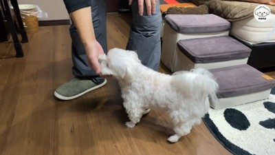 ナナくんとパパさんの再会8