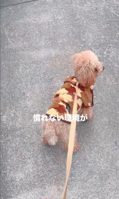 すいーぶ君の成長と変化7