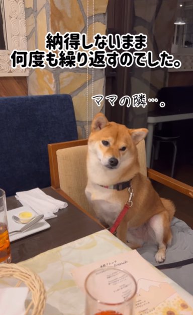 レストランの椅子に座り不服そうな顔をする柴犬