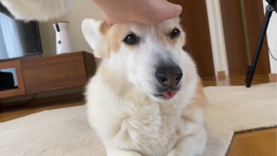 撫でられる犬