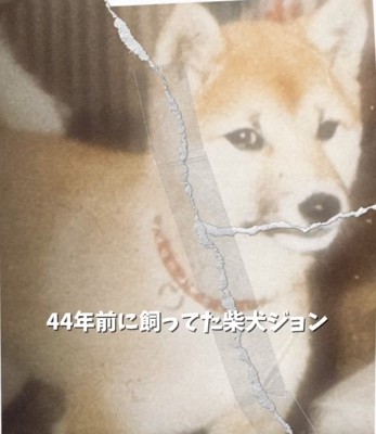 破れた犬の写真